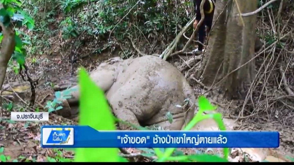 เก็บตกทั่วไทย 7-6-60 (1) "เจ้าขอด" ช้างป่าเขาใหญ่ตายแล้ว