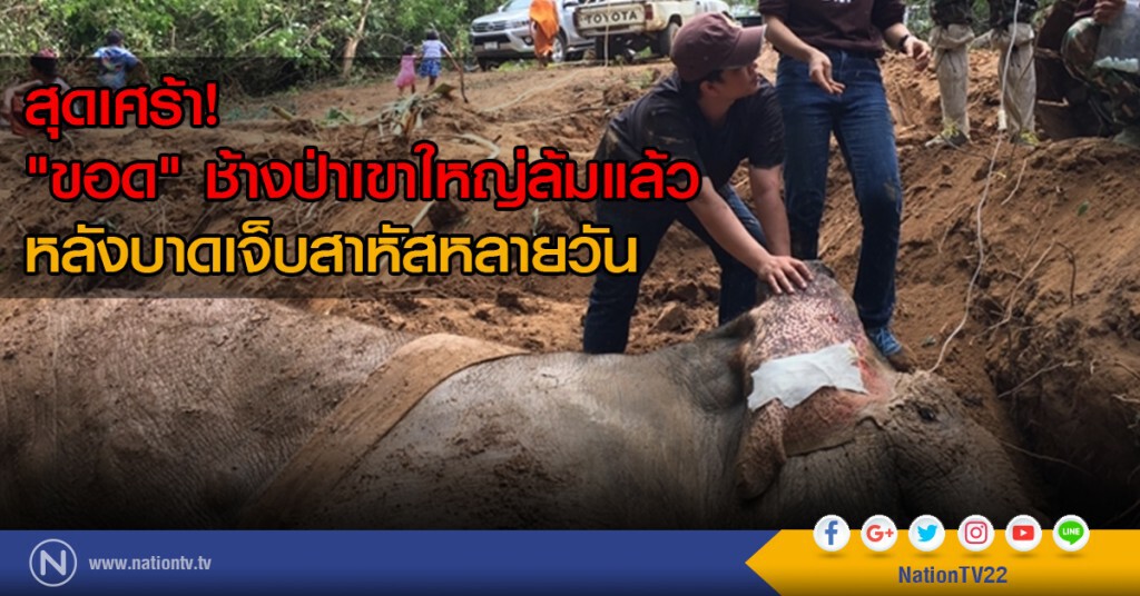 สุดเศร้า! "ขอด" ช้างป่าเขาใหญ่ล้มแล้วหลังบาดเจ็บสาหัสหลายวัน สุดเศร้า! "ขอด" ช้างป่าเขาใหญ่ล้มแล้วหลังบาดเจ็บสาหัสหลายวัน