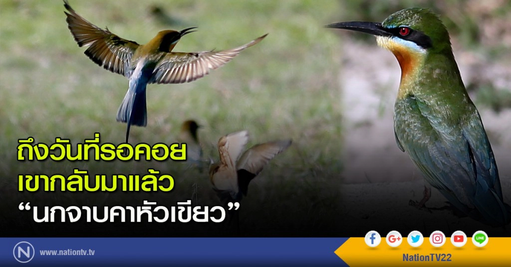 ถึงวันที่รอคอย
เขากลับมาแล้ว
"นกจาบคาหัวเขียว"