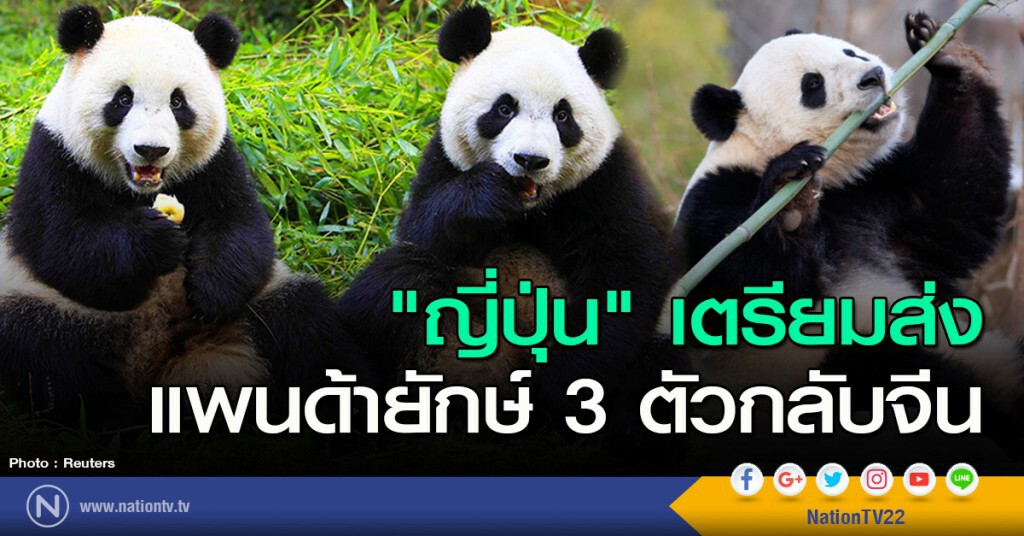 "ญี่ปุ่น" เตรียมส่งแพนด้ายักษ์ 3 ตัวกลับจีน "ญี่ปุ่น" เตรียมส่งแพนด้ายักษ์ 3 ตัวกลับจีน