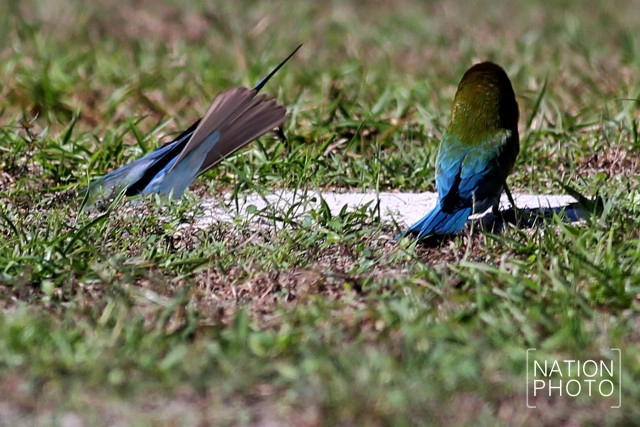 ถึงวันที่รอคอย
เขากลับมาแล้ว
"นกจาบคาหัวเขียว"