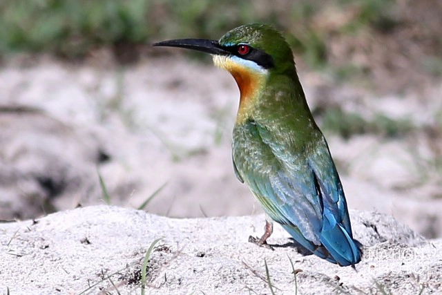 ถึงวันที่รอคอย
เขากลับมาแล้ว
"นกจาบคาหัวเขียว"