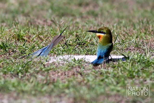 ถึงวันที่รอคอย
เขากลับมาแล้ว
"นกจาบคาหัวเขียว"