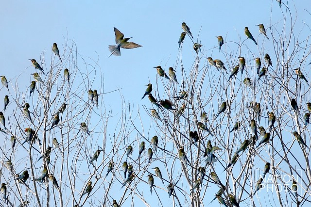 ถึงวันที่รอคอย
เขากลับมาแล้ว
"นกจาบคาหัวเขียว"