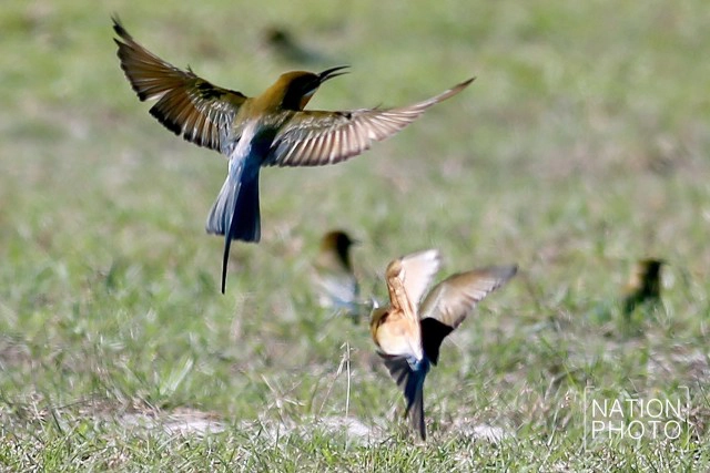 ถึงวันที่รอคอย
เขากลับมาแล้ว
"นกจาบคาหัวเขียว"