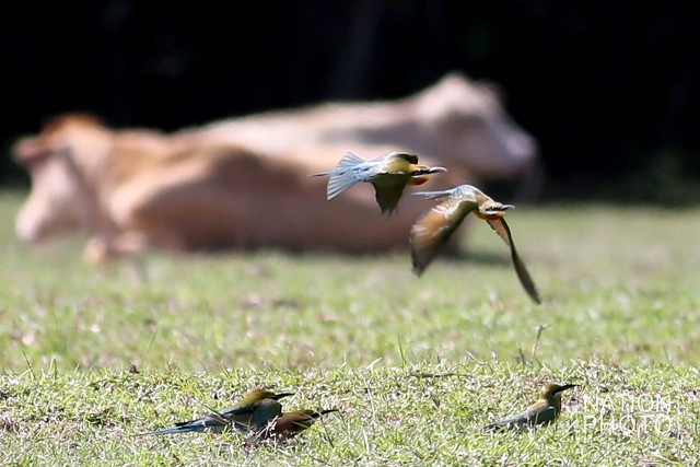 ถึงวันที่รอคอย
เขากลับมาแล้ว
"นกจาบคาหัวเขียว"