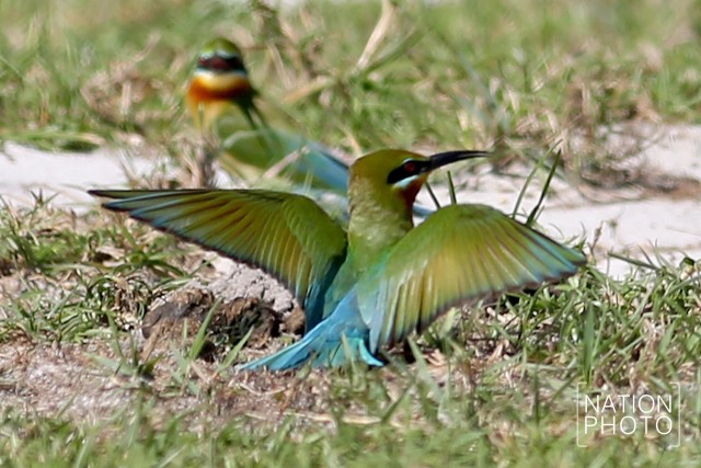 ถึงวันที่รอคอย
เขากลับมาแล้ว
"นกจาบคาหัวเขียว"