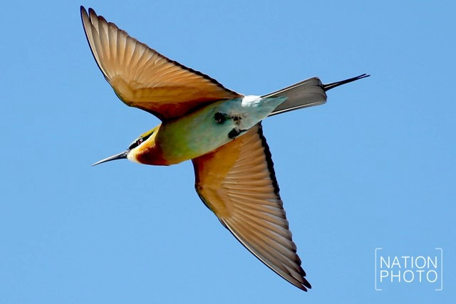 ถึงวันที่รอคอย
เขากลับมาแล้ว
"นกจาบคาหัวเขียว"