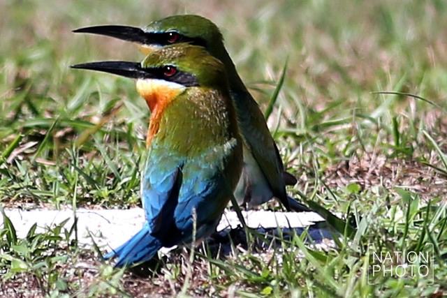 ถึงวันที่รอคอย
เขากลับมาแล้ว
"นกจาบคาหัวเขียว"