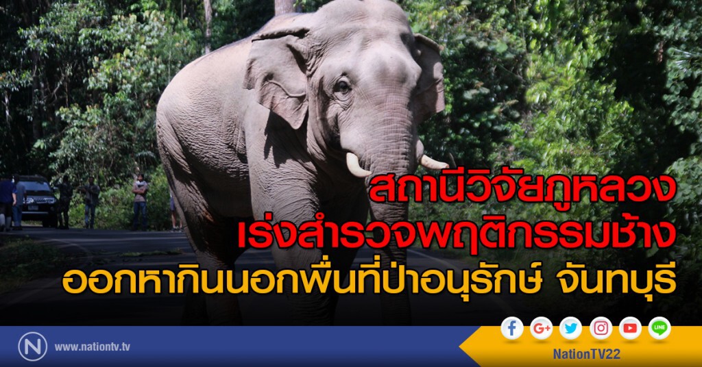 สถานีวิจัยภูหลวง เร่งสำรวจพฤติกรรมช้าง ออกหากินนอกพื่นที่ป่าอนุรักษ์ จันทบุรี สถานีวิจัยภูหลวง เร่งสำรวจพฤติกรรมช้าง ออกหากินนอกพื่นที่ป่าอนุรักษ์ จันทบุรี