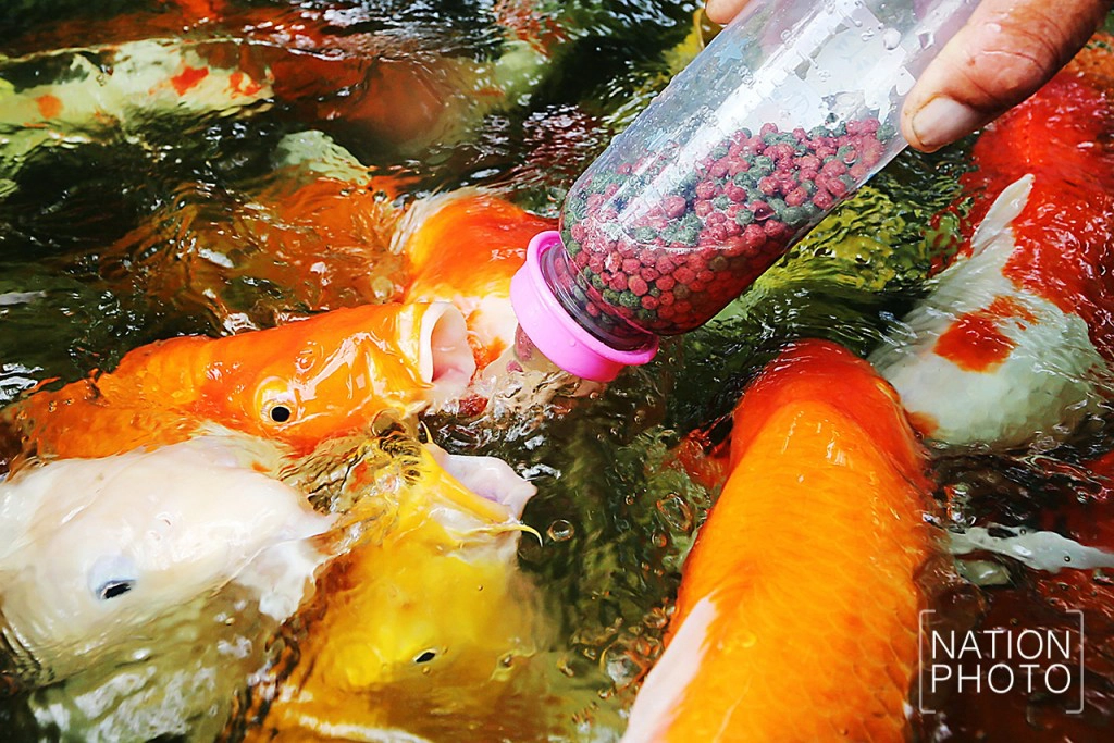 ให้อาหารปลาคาร์ฟจากขวดนม