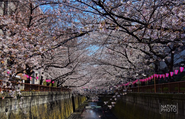ซากุระเบ่งบานสวยงามทอดยาวขนานไปกับแม่น้ำเมกุโระ เมืองโตเกียว
