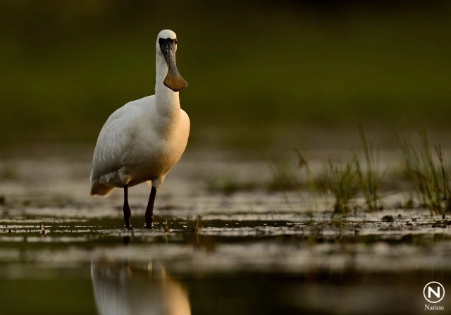 พบนกปากช้อนหน้าดำหายากบินลงพื้นที่หนองกุดทิง บึงกาฬ