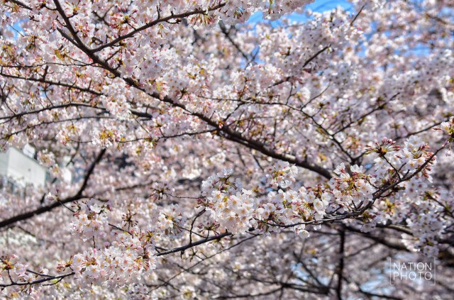 ซากุระเบ่งบานสวยงามทอดยาวขนานไปกับแม่น้ำเมกุโระ เมืองโตเกียว