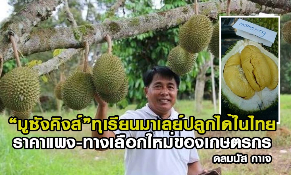 "มูซังคิงส์"ทุเรียนมาเลย์ปลูกได้ในไทย ราคาแพง-ทางเลือกใหม่ของเกษตรกร