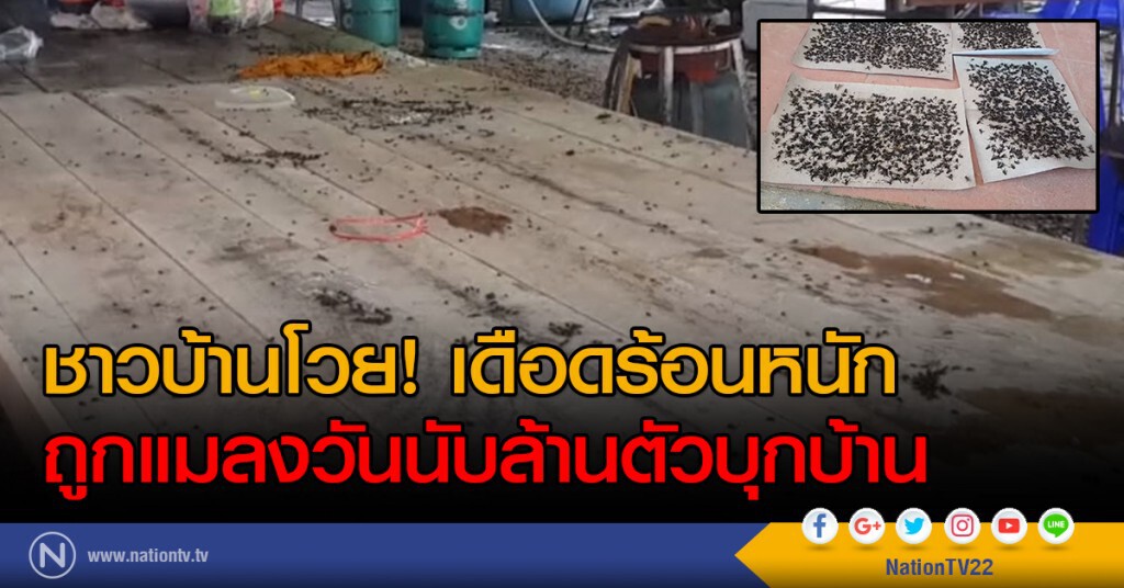 ชาวบ้านโวย! เดือดร้อนหนัก
ถูกแมลงวันนับล้านตัวบุกบ้าน ชาวบ้านโวย! เดือดร้อนหนัก
ถูกแมลงวันนับล้านตัวบุกบ้าน