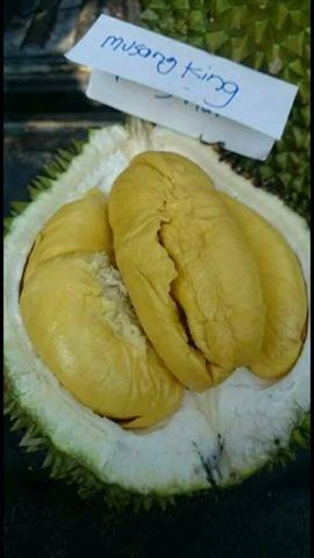 "มูซังคิงส์"ทุเรียนมาเลย์ปลูกได้ในไทย ราคาแพง-ทางเลือกใหม่ของเกษตรกร