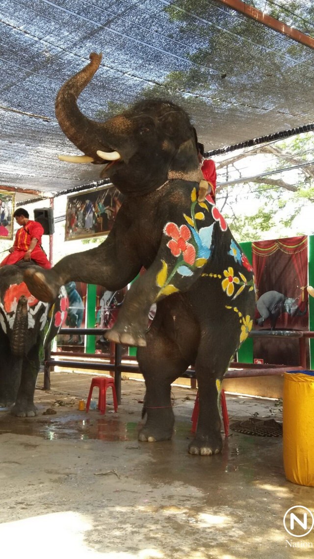 ภาสพล ขุดค้นข่าว...เพ้นท์สีบนตัวช้าง ร่วมสาดน้ำสงกรานต์อยุธยา