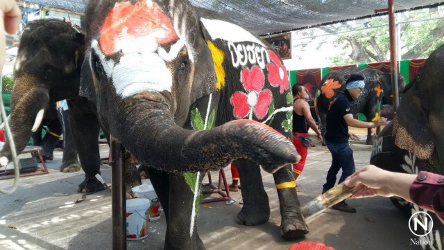 ภาสพล ขุดค้นข่าว...เพ้นท์สีบนตัวช้าง ร่วมสาดน้ำสงกรานต์อยุธยา