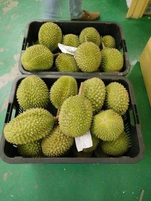 "มูซังคิงส์"ทุเรียนมาเลย์ปลูกได้ในไทย ราคาแพง-ทางเลือกใหม่ของเกษตรกร