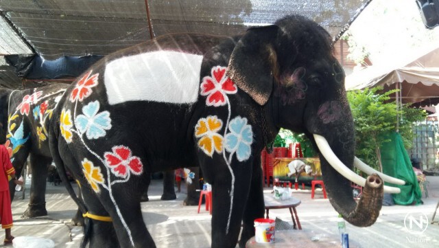 ภาสพล ขุดค้นข่าว...เพ้นท์สีบนตัวช้าง ร่วมสาดน้ำสงกรานต์อยุธยา
