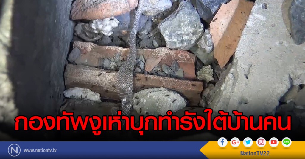 กองทัพงูเห่าบุกทำรังใต้บ้านคน กองทัพงูเห่าบุกทำรังใต้บ้านคน