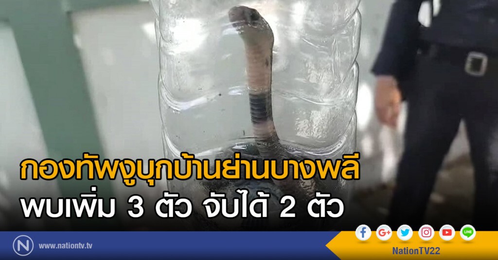กองทัพงูบุกบ้านย่านบางพลี
พบเพิ่ม 3 ตัว จับได้ 2 ตัว กองทัพงูบุกบ้านย่านบางพลี
พบเพิ่ม 3 ตัว จับได้ 2 ตัว