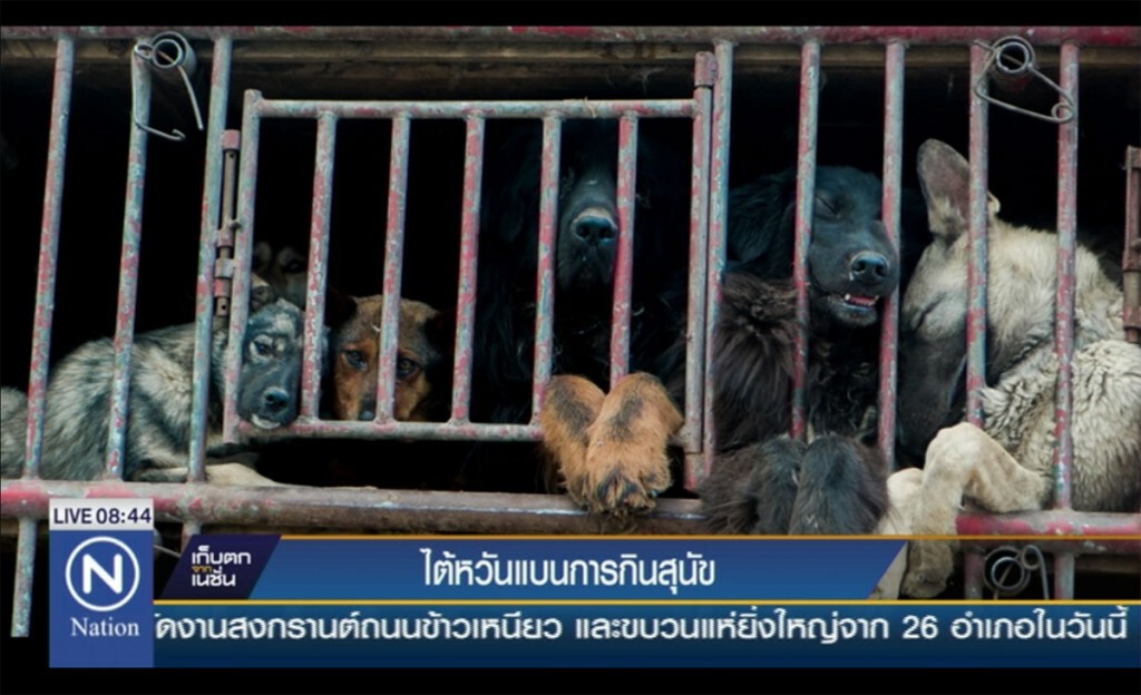 ไต้หวันแบนกินเนื้อแมวและสุนัข ไต้หวันแบนกินเนื้อแมวและสุนัข