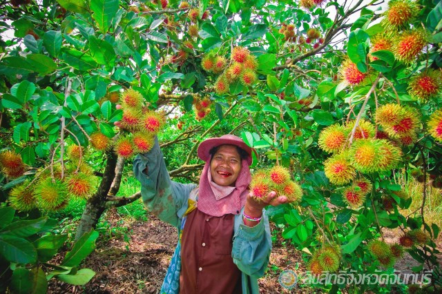 ฮาเฮชิมชมแชะ แวะสวนผลไม้เมืองจันท์
