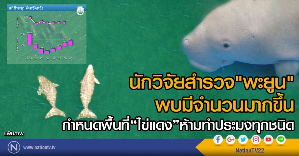 นักวิจัยสำรวจ"พะยูน"พบมีจำนวนมากขึ้น
กำหนดพื้นที่ไข่แดง ห้ามทำประมงทุกชนิด นักวิจัยสำรวจ"พะยูน"พบมีจำนวนมากขึ้น
กำหนดพื้นที่ไข่แดง ห้ามทำประมงทุกชนิด