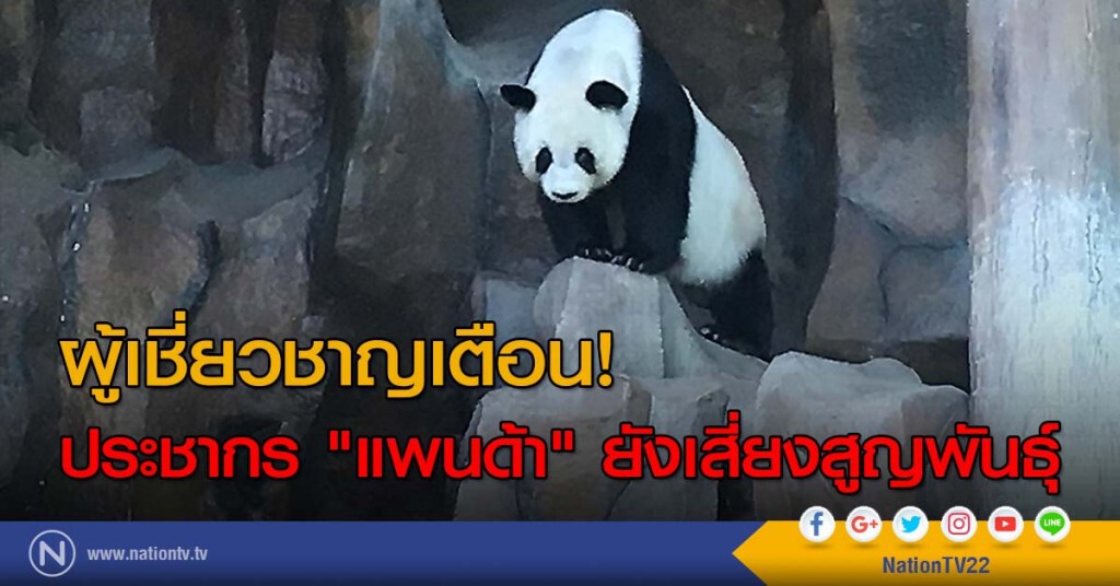 ผู้เชี่ยวชาญเตือน! ประชากร "แพนด้า" ยังเสี่ยงสูญพันธุ์