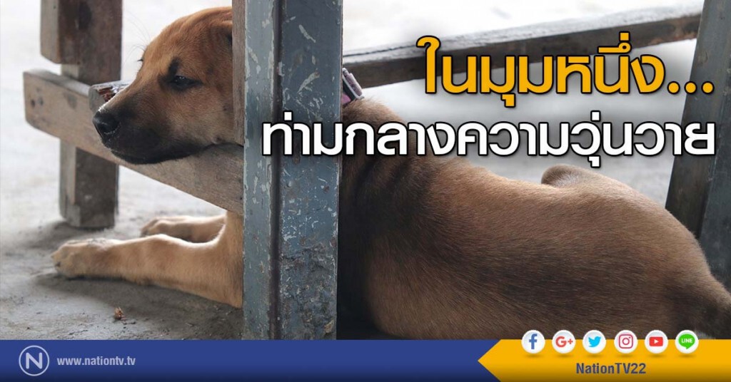 ในมุมหนึ่ง... ท่ามกลางความวุ่นวาย ในมุมหนึ่ง... ท่ามกลางความวุ่นวาย
