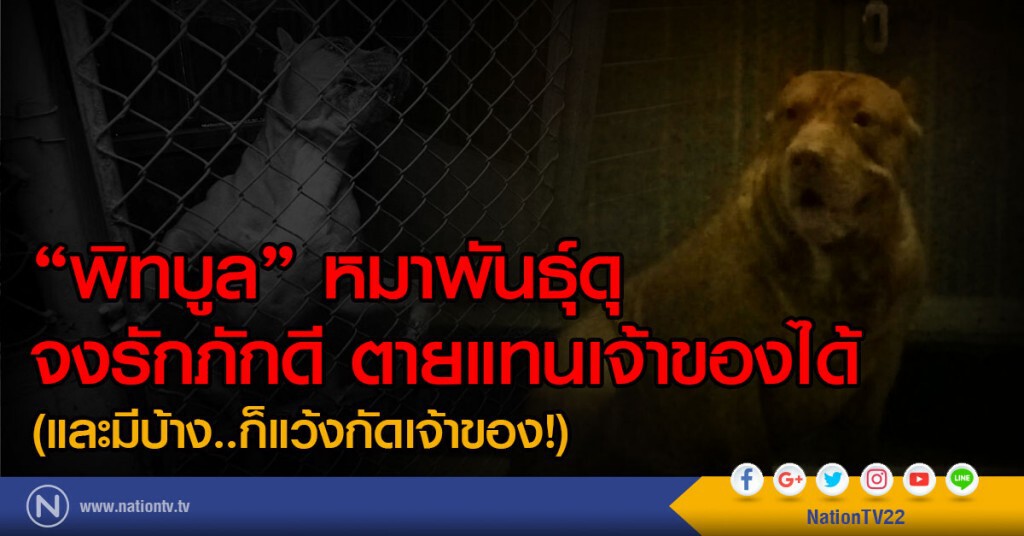 "พิทบูล" หมาพันธุ์ดุ
จงรักภักดี ตายแทนเจ้าของได้ 
(และมีบ้าง..ก็แว้งกัดเจ้าของ!)