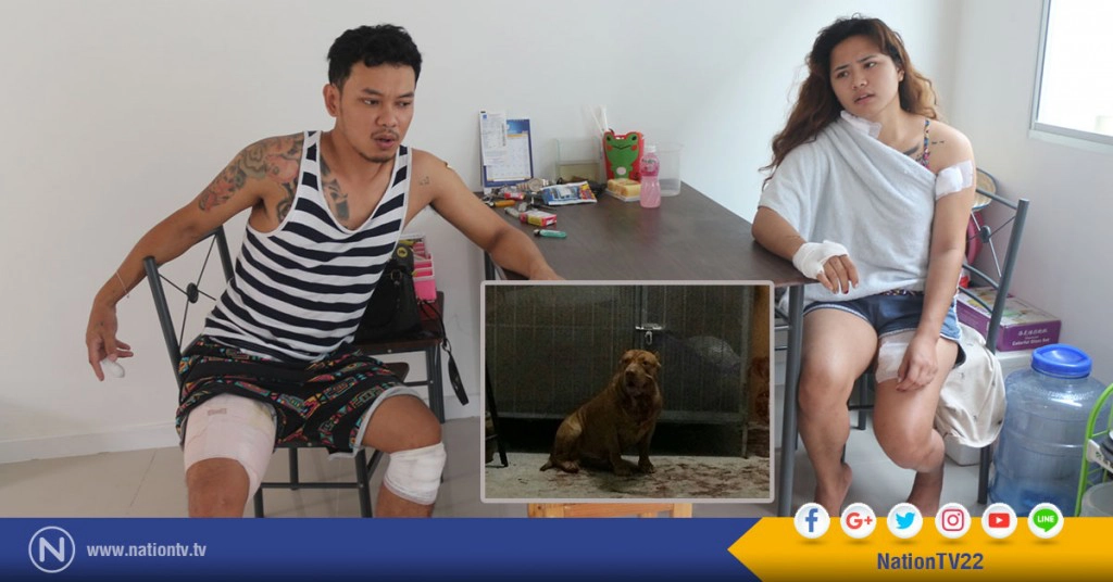 เจ้าของ "พิทบูล" เปิดใจ!...ก่อนถูกหมารักขย้ำ เจ้าของ "พิทบูล" เปิดใจ!...ก่อนถูกหมารักขย้ำ