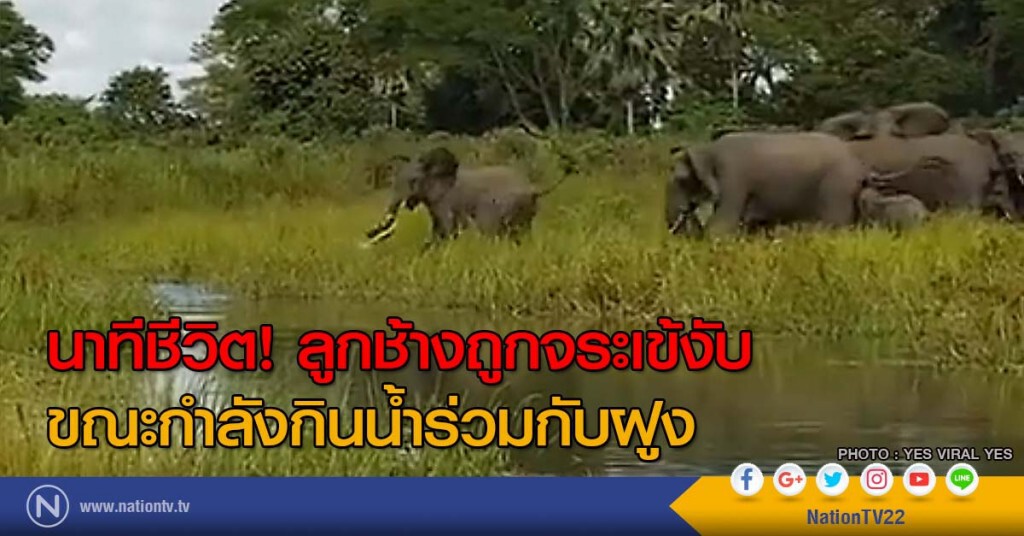 นาทีชีวิต! ลูกช้างถูกจระเข้งับ ขณะกำลังกินน้ำร่วมกับฝูง