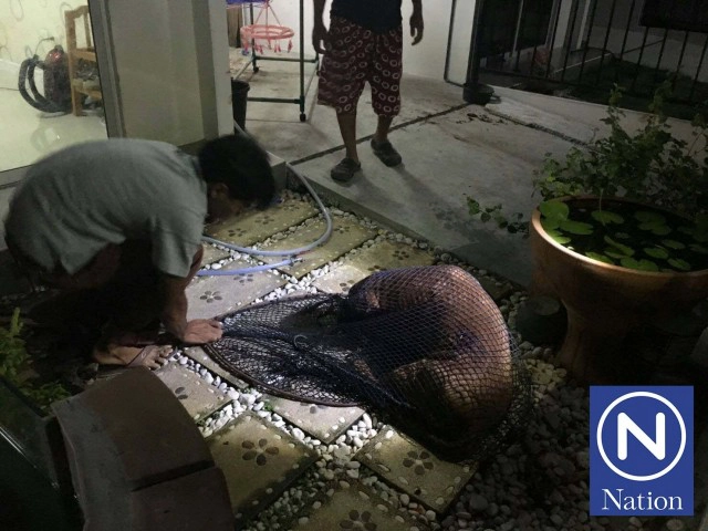 หมาพิทบลูคลั่ง! เจ้าของลูบหัวขณะกินข้าว ถูกกัดบาดเจ็บสาหัส