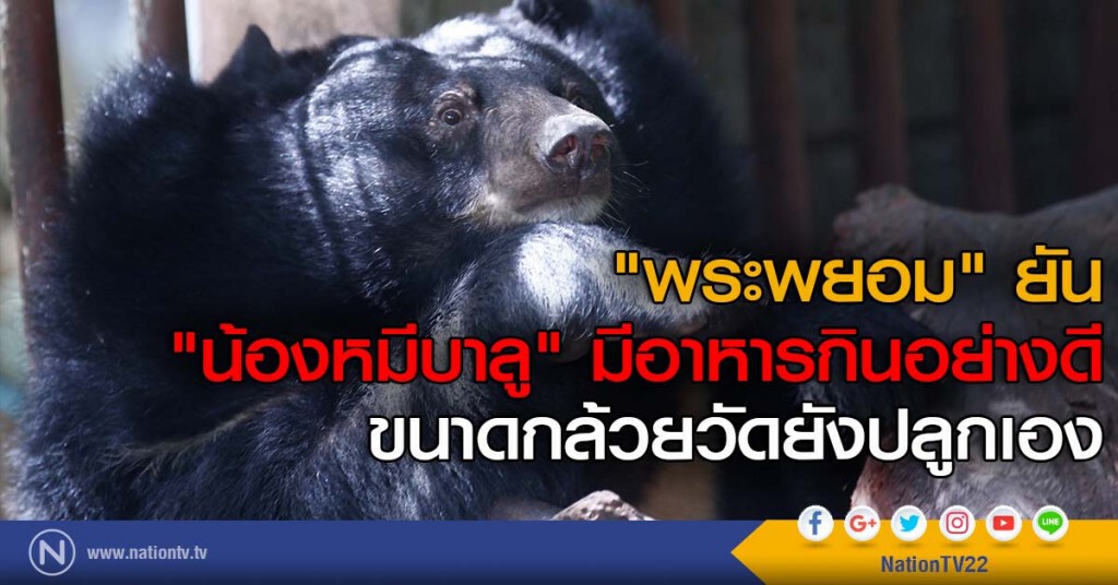 "พระพยอม" ยัน "น้องหมีบาลู" มีอาหารกินอย่างดี ขนาดกล้วยวัดยังปลูกเอง "พระพยอม" ยัน "น้องหมีบาลู" มีอาหารกินอย่างดี ขนาดกล้วยวัดยังปลูกเอง