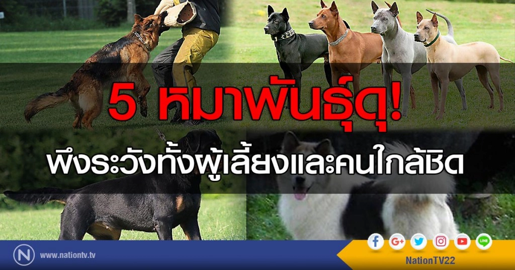 5 หมาพันธุ์ดุ! พึงระวังทั้งผู้เลี้ยงและคนใกล้ชิด