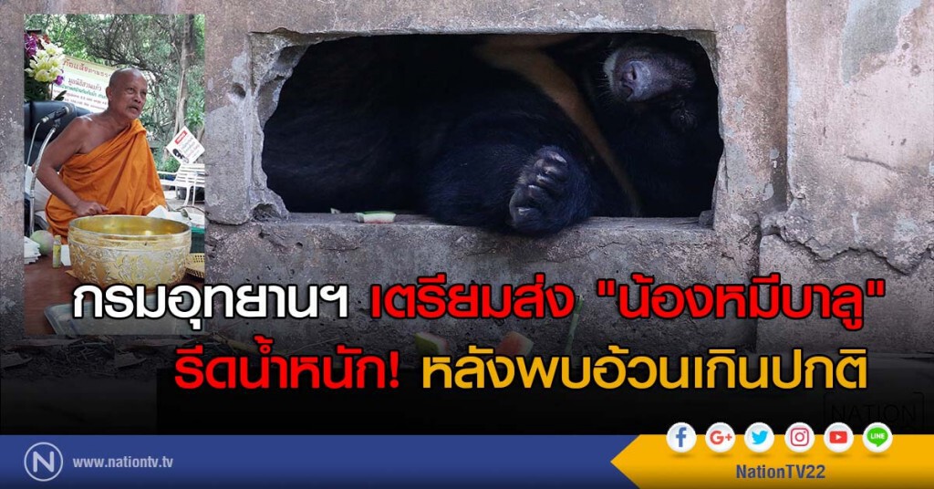 กรมอุทยานฯ เตรียมส่ง "น้องหมีบาลู" รีดน้ำหนัก! หลังพบอ้วนเกินปกติ