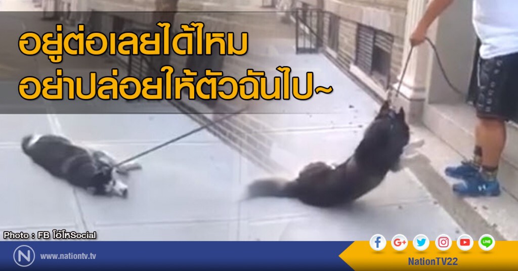 ไซบีเรียนแสบ
นอนให้เจ้าของลากไม่ยอมเข้าบ้าน
แกล้งพาเดินเที่ยวต่อรีบวิ่งอย่างเร็ว ไซบีเรียนแสบ
นอนให้เจ้าของลากไม่ยอมเข้าบ้าน
แกล้งพาเดินเที่ยวต่อรีบวิ่งอย่างเร็ว