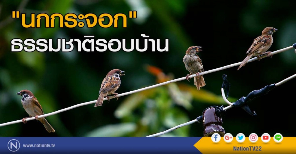 "นกกระจอก" ธรรมชาติรอบบ้าน "นกกระจอก" ธรรมชาติรอบบ้าน