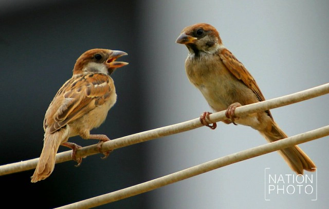 "นกกระจอก" ธรรมชาติรอบบ้าน