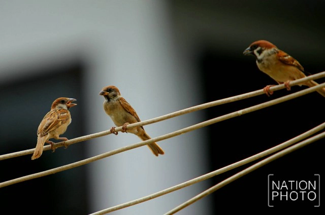 "นกกระจอก" ธรรมชาติรอบบ้าน