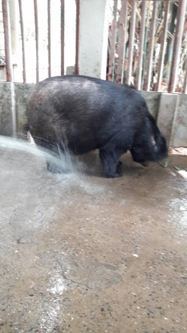 กรมอุทยานฯ เตรียมส่ง "น้องหมีบาลู" รีดน้ำหนัก! หลังพบอ้วนเกินปกติ