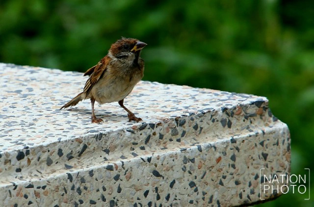 "นกกระจอก" ธรรมชาติรอบบ้าน