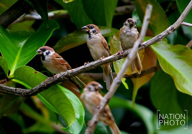 "นกกระจอก" ธรรมชาติรอบบ้าน