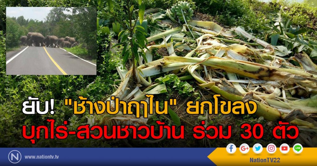 ยับ! "ช้างป่าฤาไน" ยกโขลง บุกไร่-สวนชาวบ้าน ร่วม 30 ตัว