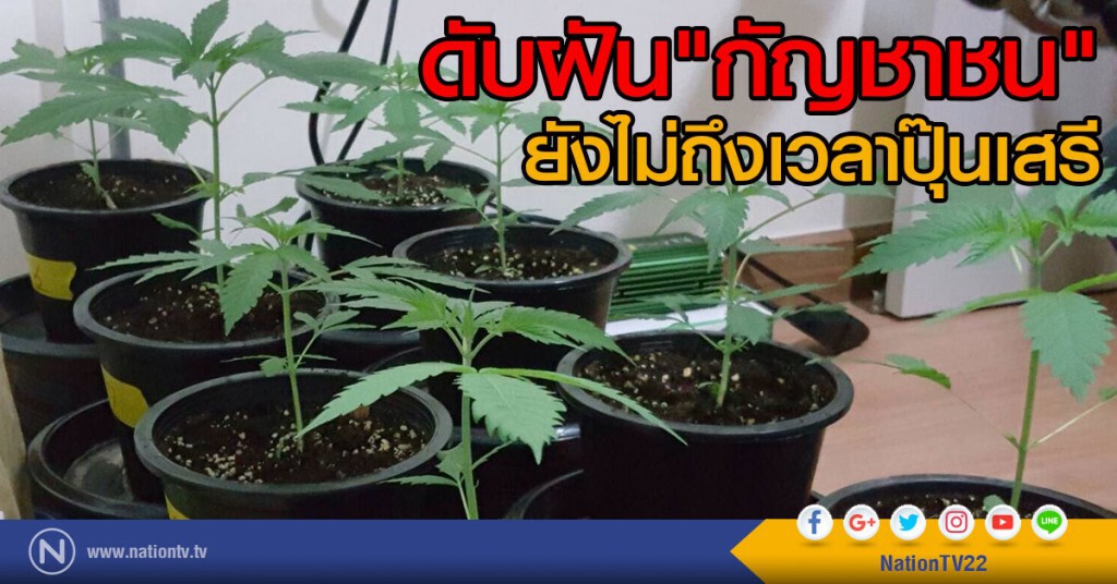 ดับฝันกัญชาชน. ยังไม่ถึงเวลาปุ๊นเสรี ดับฝันกัญชาชน. ยังไม่ถึงเวลาปุ๊นเสรี