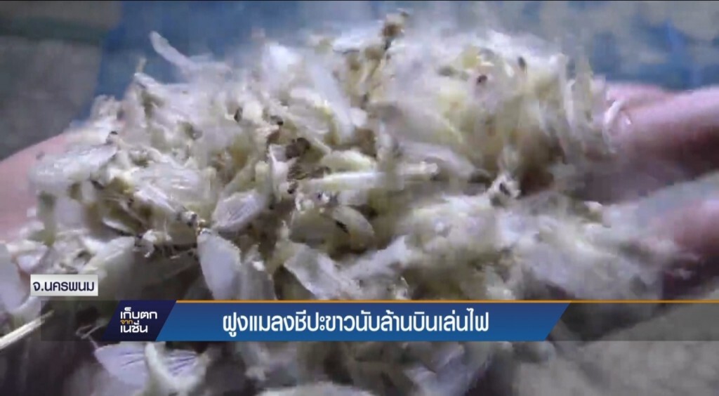 20-4-60 เก็บตกเที่ยง : ฝูงแมลงชีปะขาวนับล้านบินเล่นไฟ จ.นครพนม 20-4-60 เก็บตกเที่ยง : ฝูงแมลงชีปะขาวนับล้านบินเล่นไฟ จ.นครพนม