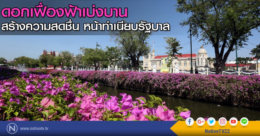 ดอกเฟื่องฟ้าเบ่งบานสร้างความสดชื่นหน้าทำเนียบรัฐบาล ดอกเฟื่องฟ้าเบ่งบานสร้างความสดชื่นหน้าทำเนียบรัฐบาล